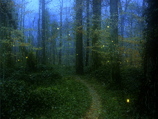 fireflies